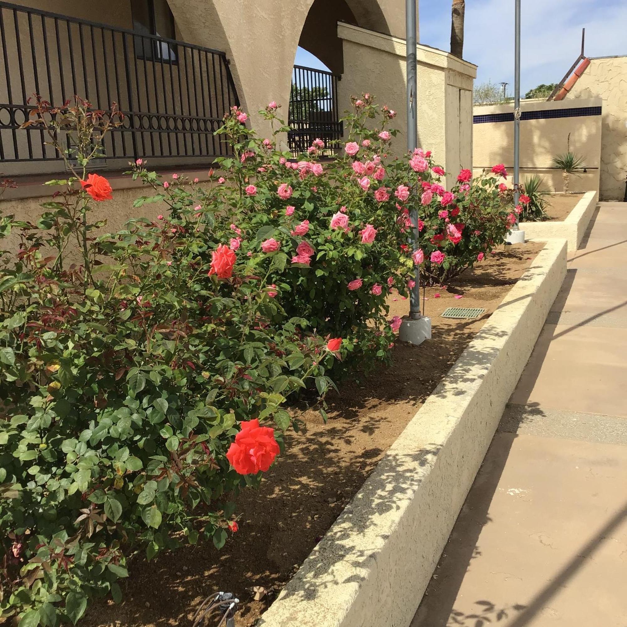 Americas Best Value Inn And Suites -Yucca Valley Bagian luar foto