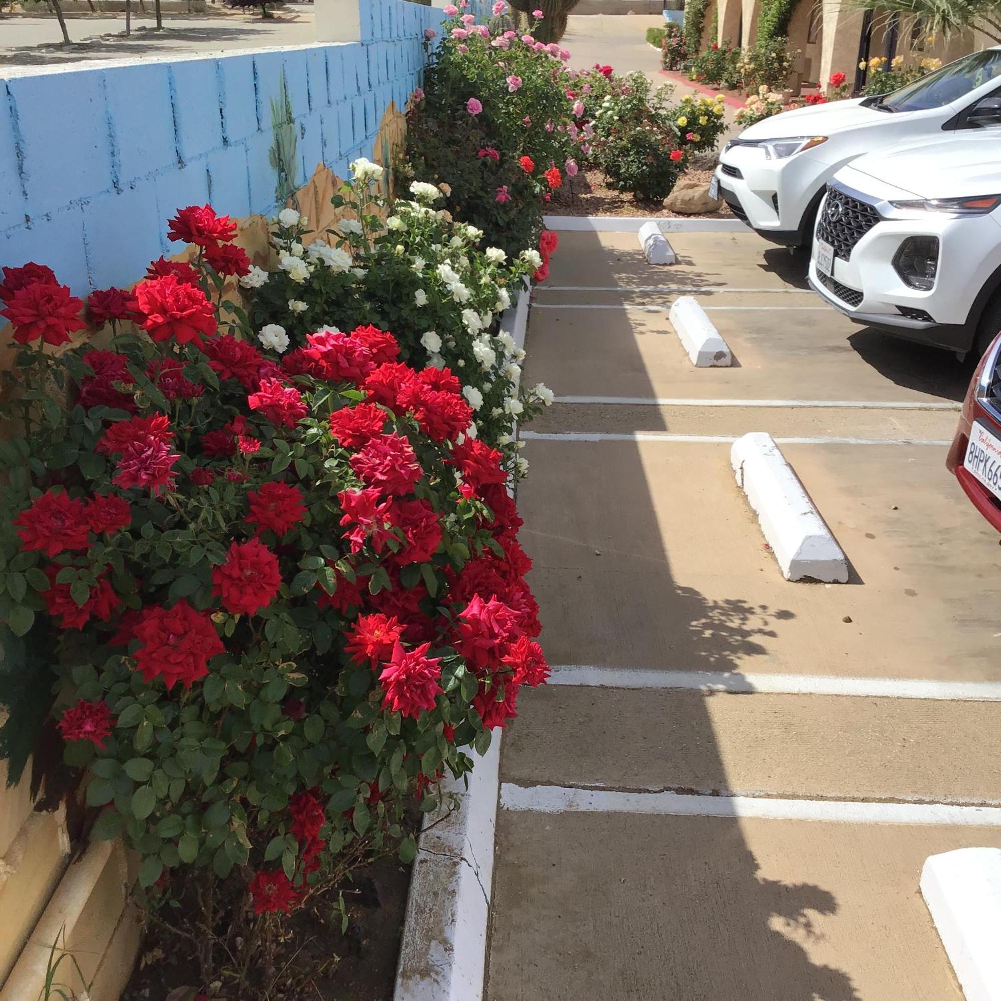 Americas Best Value Inn And Suites -Yucca Valley Bagian luar foto