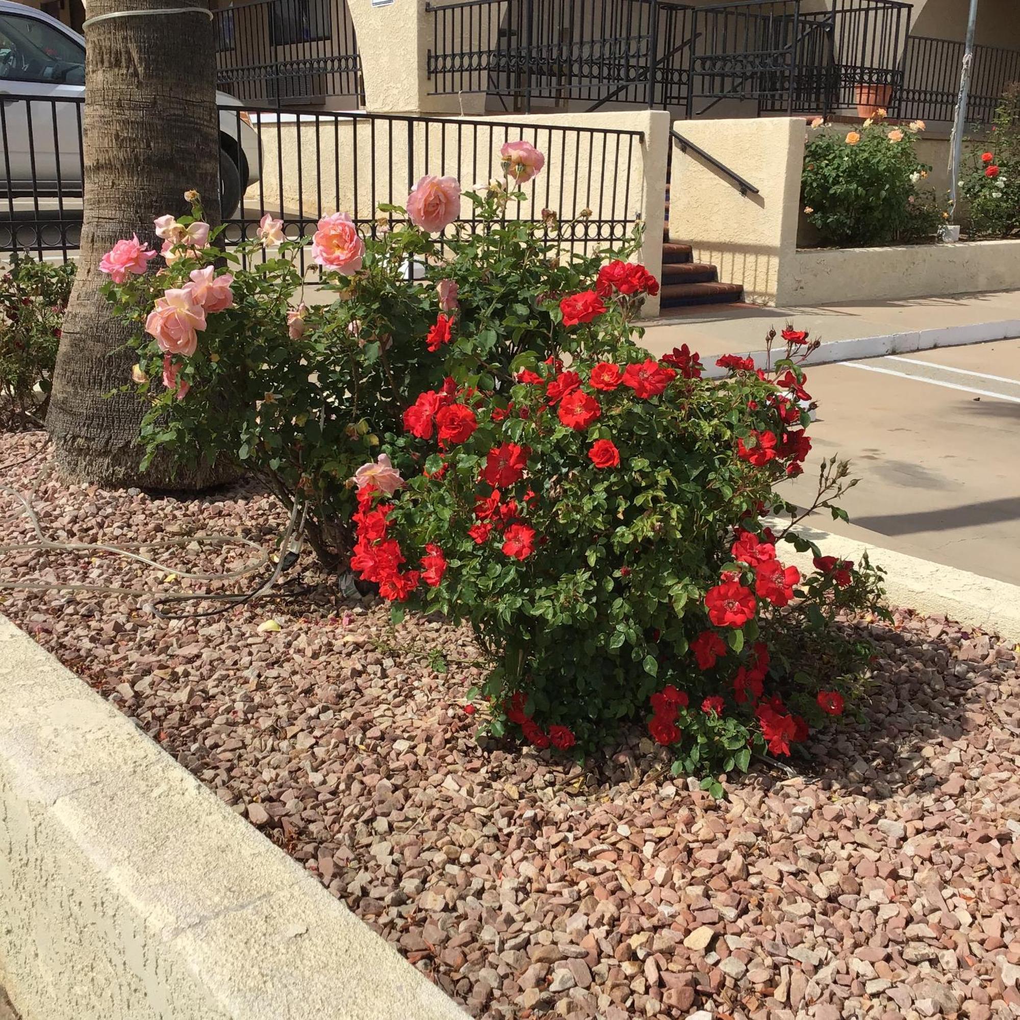 Americas Best Value Inn And Suites -Yucca Valley Bagian luar foto
