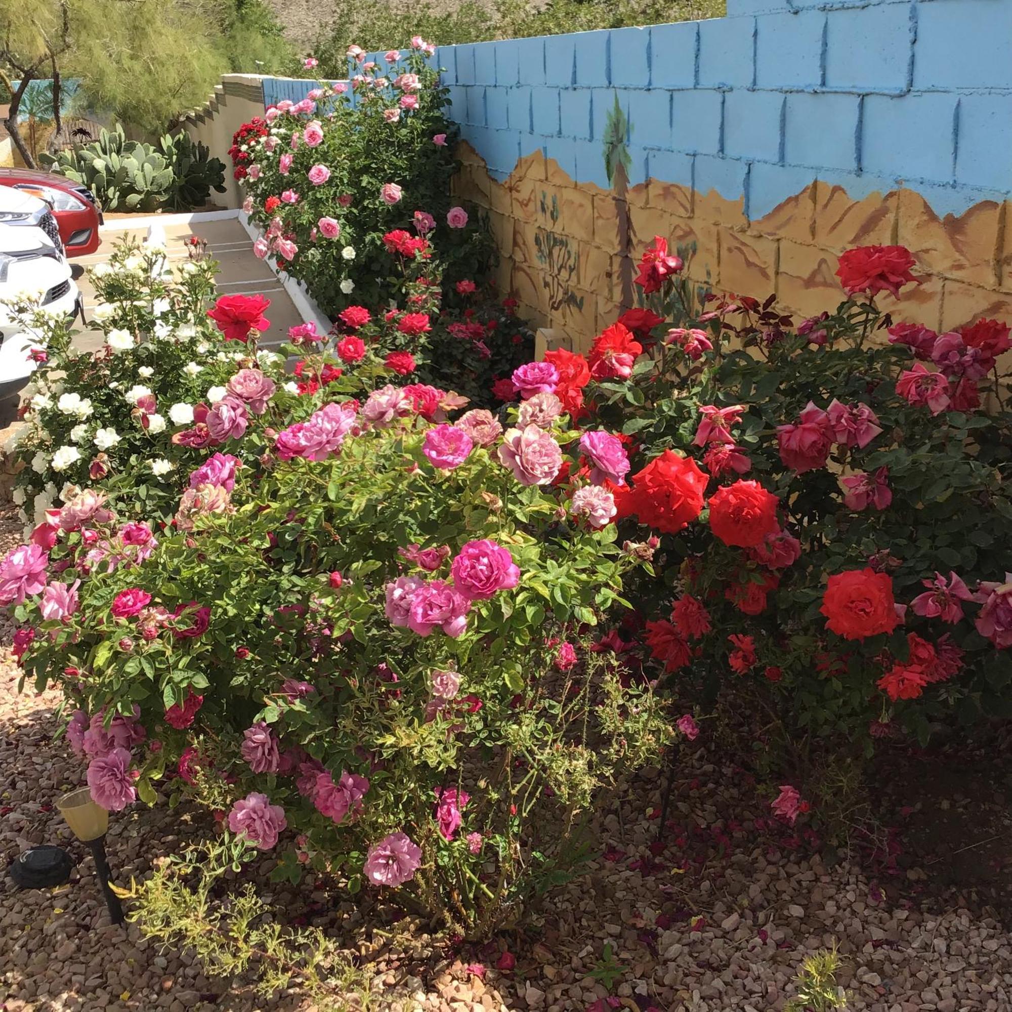 Americas Best Value Inn And Suites -Yucca Valley Bagian luar foto