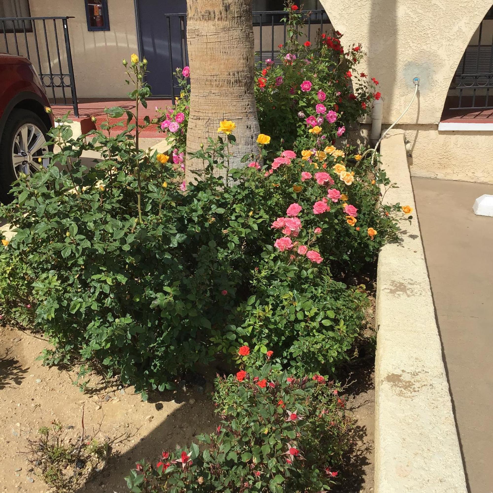 Americas Best Value Inn And Suites -Yucca Valley Bagian luar foto