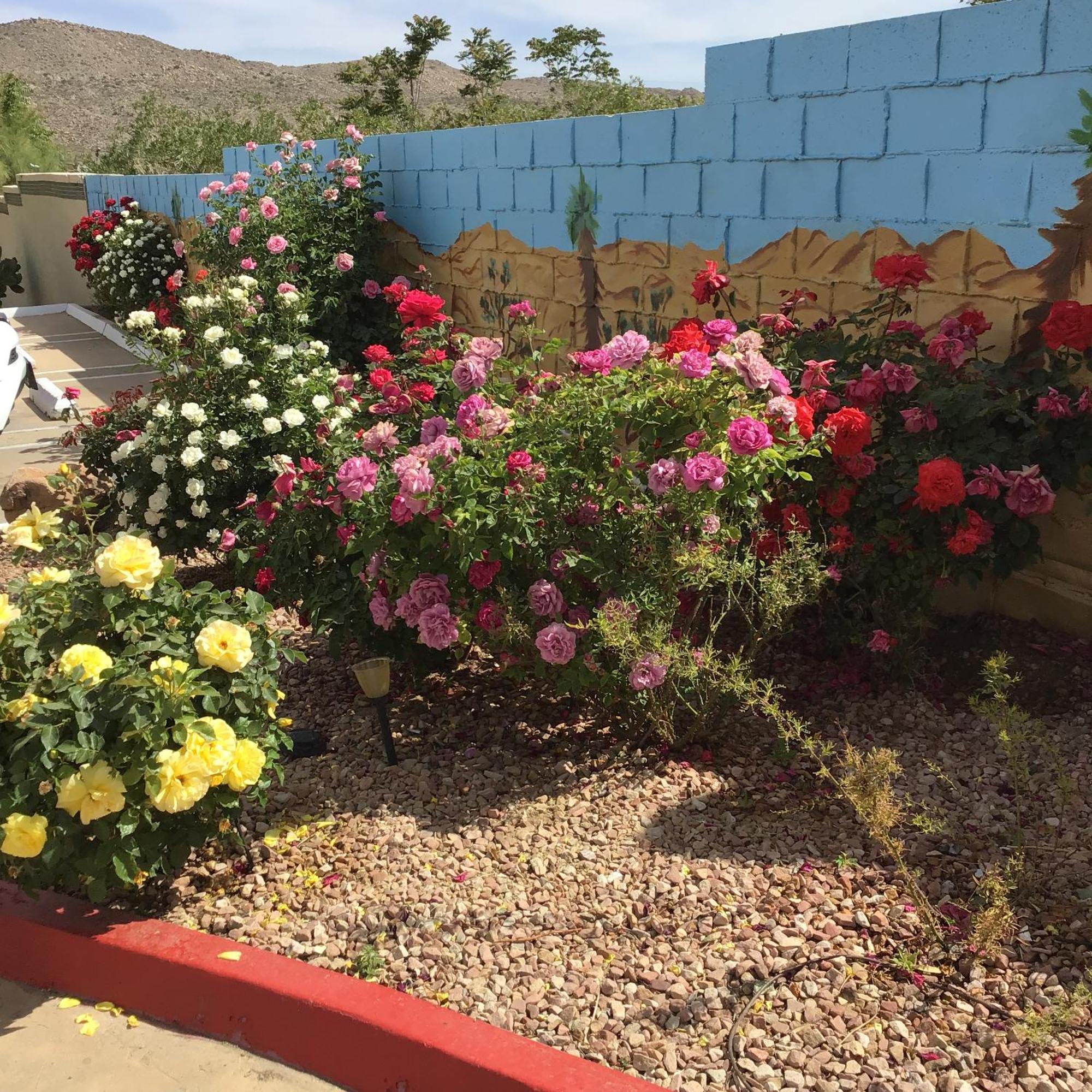 Americas Best Value Inn And Suites -Yucca Valley Bagian luar foto